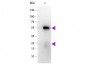Fab  Anti-Rabbit IgG (H&L)  (Peroxidase Conjugated) Secondary Antibody